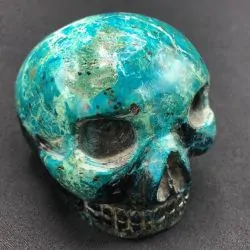 Crâne Chrysocolle CCh3