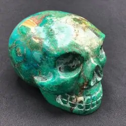 Crâne Chrysocolle CCh4