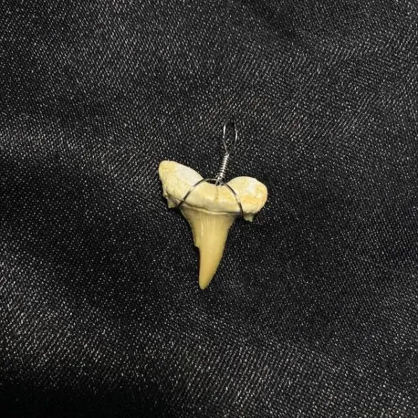 Pendentif Dents de Requin Fossilisées - Minéraux | Dans les yeux de Gaïa
