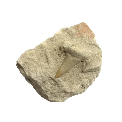 Dents de Requin Fossilisées | Articles Bien-Être | Dans les yeux de Gaïa