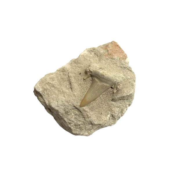 Dents de Requin Fossilisées | Articles Bien-Être | Dans les yeux de Gaïa