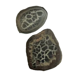 Septaria brute du Maroc