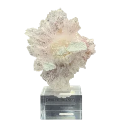 Fleur d'Améthyste du Brésil