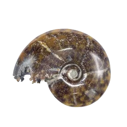 Fossile d'Ammonite | Minéraux de collection | Dans les yeux de Gaïa