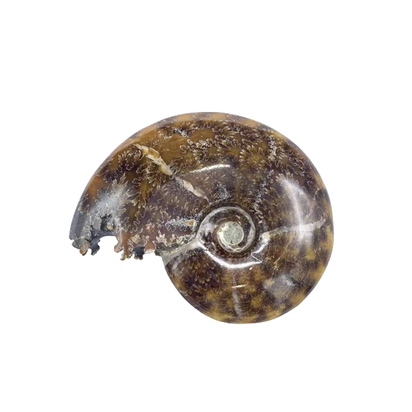 Fossile d'Ammonite | Minéraux de collection | Dans les yeux de Gaïa