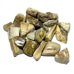 Pierre roulée Bois fossile