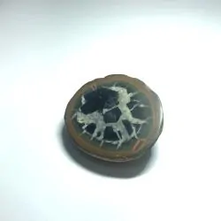 Septaria sauvage