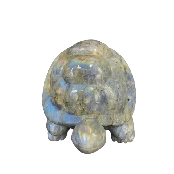 Tortue Labradorite - vue du dessus | Dans les Yeux de Gaïa