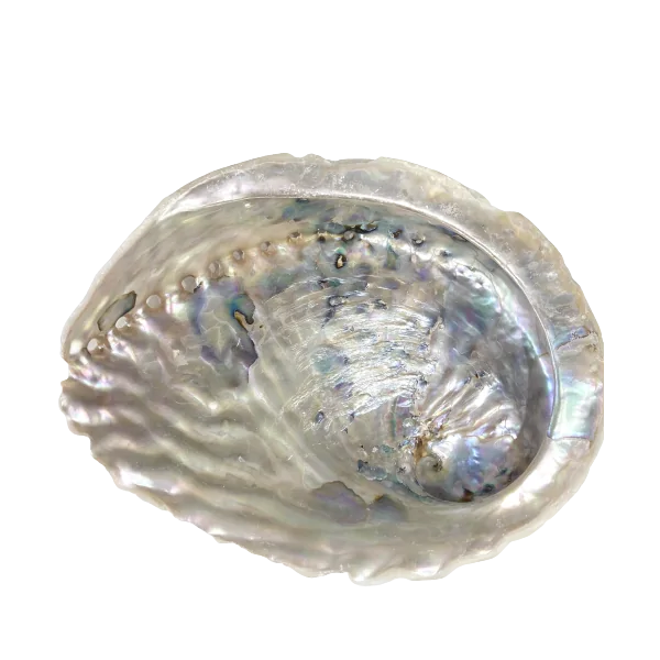 Coquille d'abalone - 1 | Dans les Yeux de Gaïa