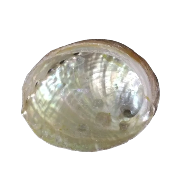 Coquille d'Abalone petit modèle - 1 | Dans les Yeux de Gaïa.