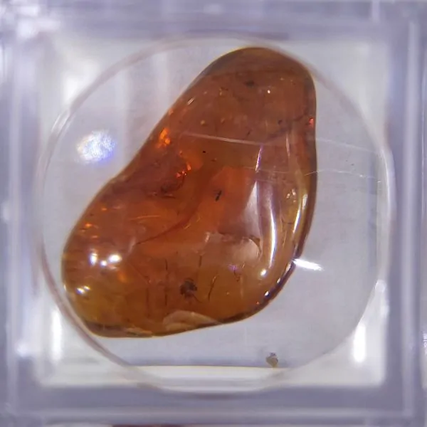 Ambre avec inclusions d'insectes grand modèle 1 | Dans les yeux de Gaïa