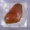 Ambre avec inclusions d'insectes grand modèle 1 | Dans les yeux de Gaïa