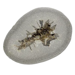 Septaria de Provence SP1